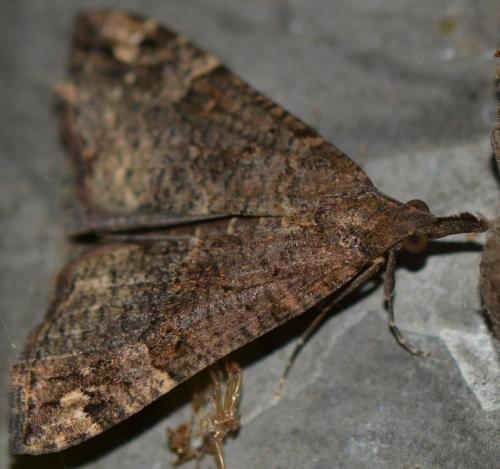 Réf. 262 617 : Hypena obsitalis